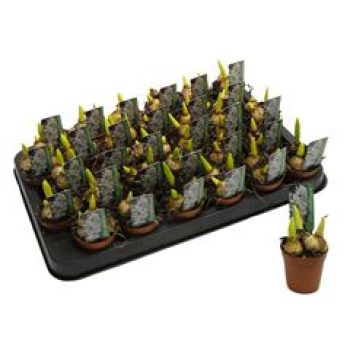 Mini Ornithogalum balansae