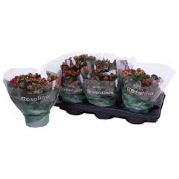 Kalanchoe T15 rot