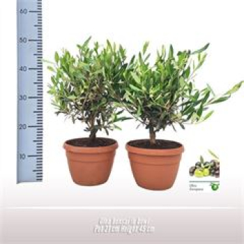 Olea Bonsai in Schale