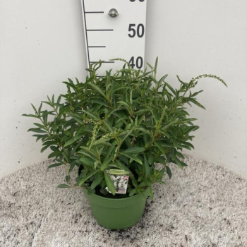 Lysimachia chletroides Kübel