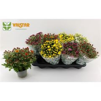 Chrysanthemum Mix 'Soulsister'