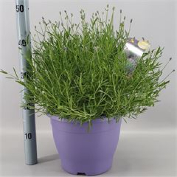 Lavandula ang. Kübel
