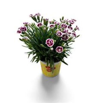Dianthus allw. 'Lucky Lips' lila