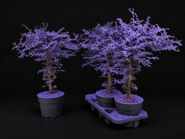 Corokia gefärbt XXL Lila + Glitter
