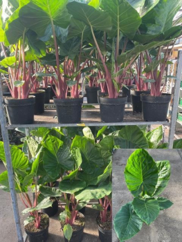 Alocasia