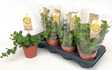 Peperomia tetraphylla