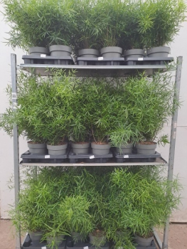 Asparagus falcatus