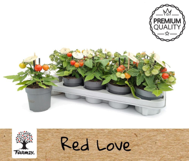 Solanum lycopersicum "Red Love"