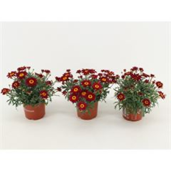 Argyranthemum rot