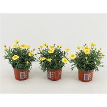 Argyranthemum gelb