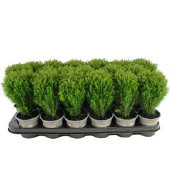 Thuja occid. 'Teddy'