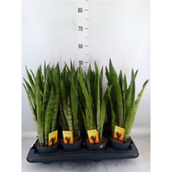 Sansevieria trifa. "Spearmint"