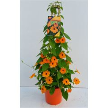 Thunbergia alata Pyramide orange