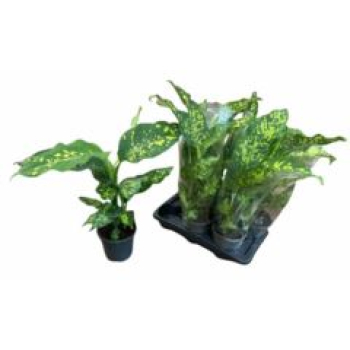 Dieffenbachia 'Spotty'