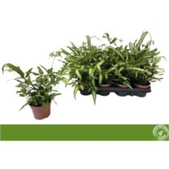 Pteris cretica 'Albolineata'