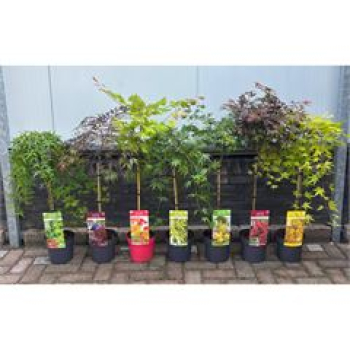 Acer palmatum