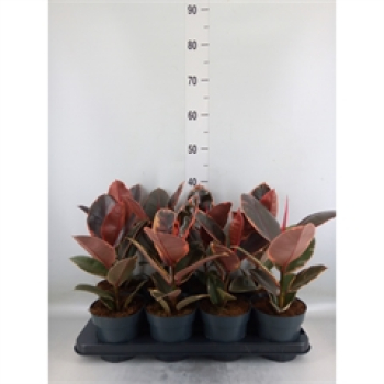 Ficus elastica 'Belize'