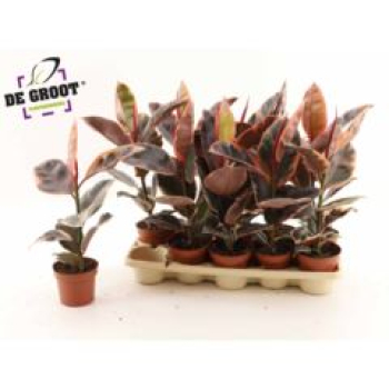 Ficus elastica 'Belize'