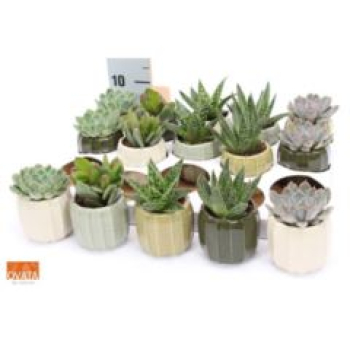 Mini Succulenten Mix im Übertopf