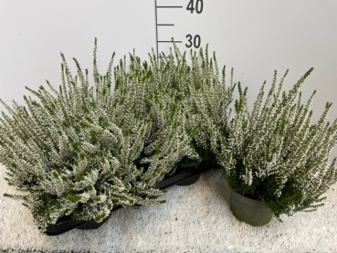Calluna 'Beauty Ladies' weiß