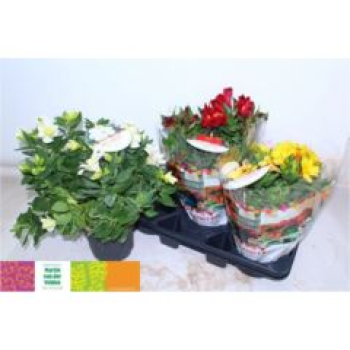 Alstroemeria Mix