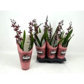 Burrageara 'Barrocco Red'