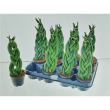 Sansevieria cyl.geflochten