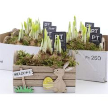 Narcissus in Holzkiste -Ostern