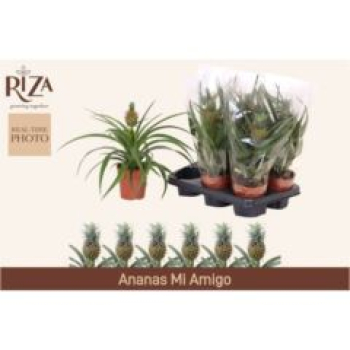 Ananas 'Mi Amigo'