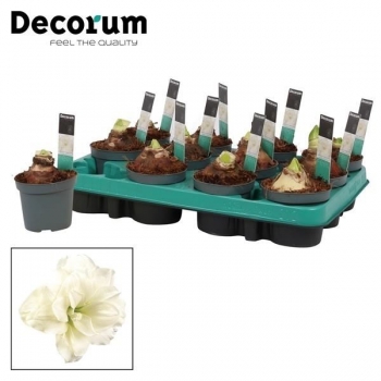 Hippeastrum  "Kolibri" 2 Knospen weiß
