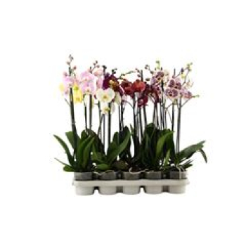 Phalaenopsis 2 Rispen Mix