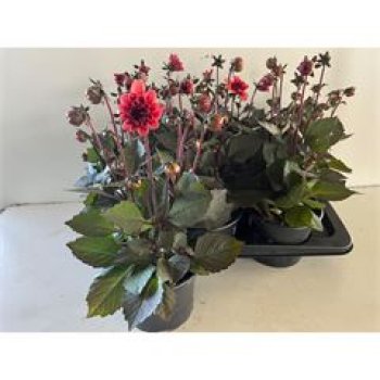 Dahlia 'Revelation' lachs-rot