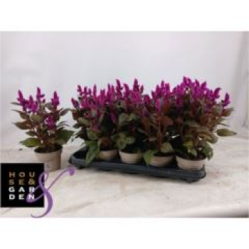 Celosia spic. 'Merida lila'