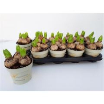 Hyacinthus 3pp weiß