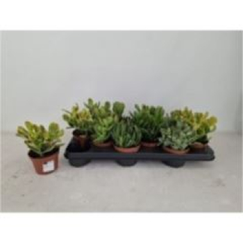 Crassula gemischt