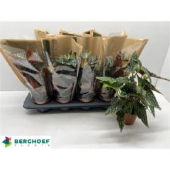 Begonia mac. 'Spotlight Green'