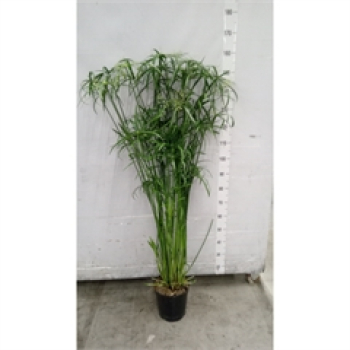 Cyperus 'Glabor'