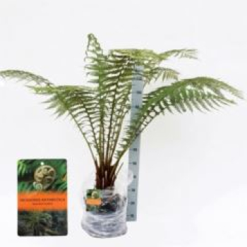 Dicksonia antarctica