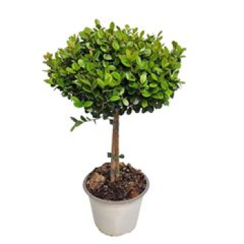 Myrsine africana