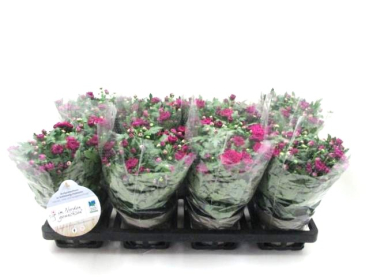 Chrysanthemum "Yahoo" lila