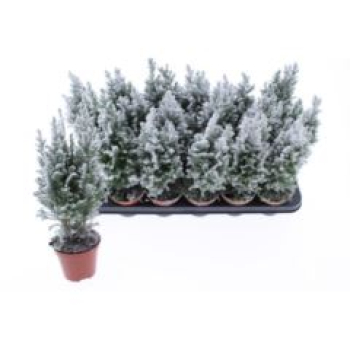 Chamaecyparis laws. beschneit