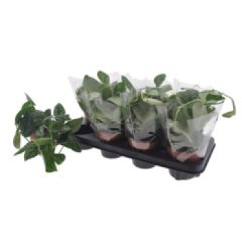Scindapsus pictus 'Trebie'