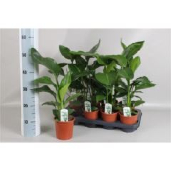 Strelitzia nicolai
