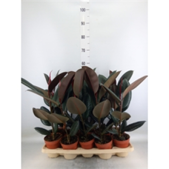 Ficus elastica 'Abidjan'