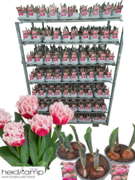 Tulpe rosa gefranst "Queensland"