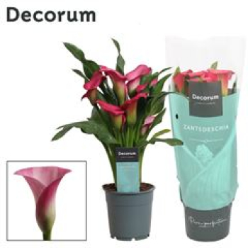 Calla pink