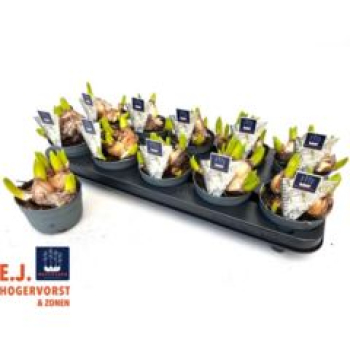 Hyacinthus orie. 'Multiflor' weiß