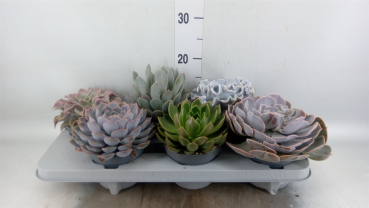 Echeveria gemischt