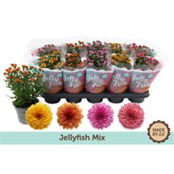 Chrysanthemum 'Jellyfish' gemischt