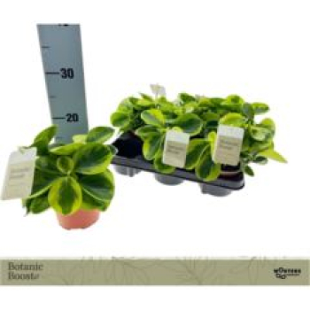 Peperomia obt. grün/gelb
